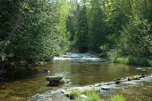 Restored stream on Ocqueoc River